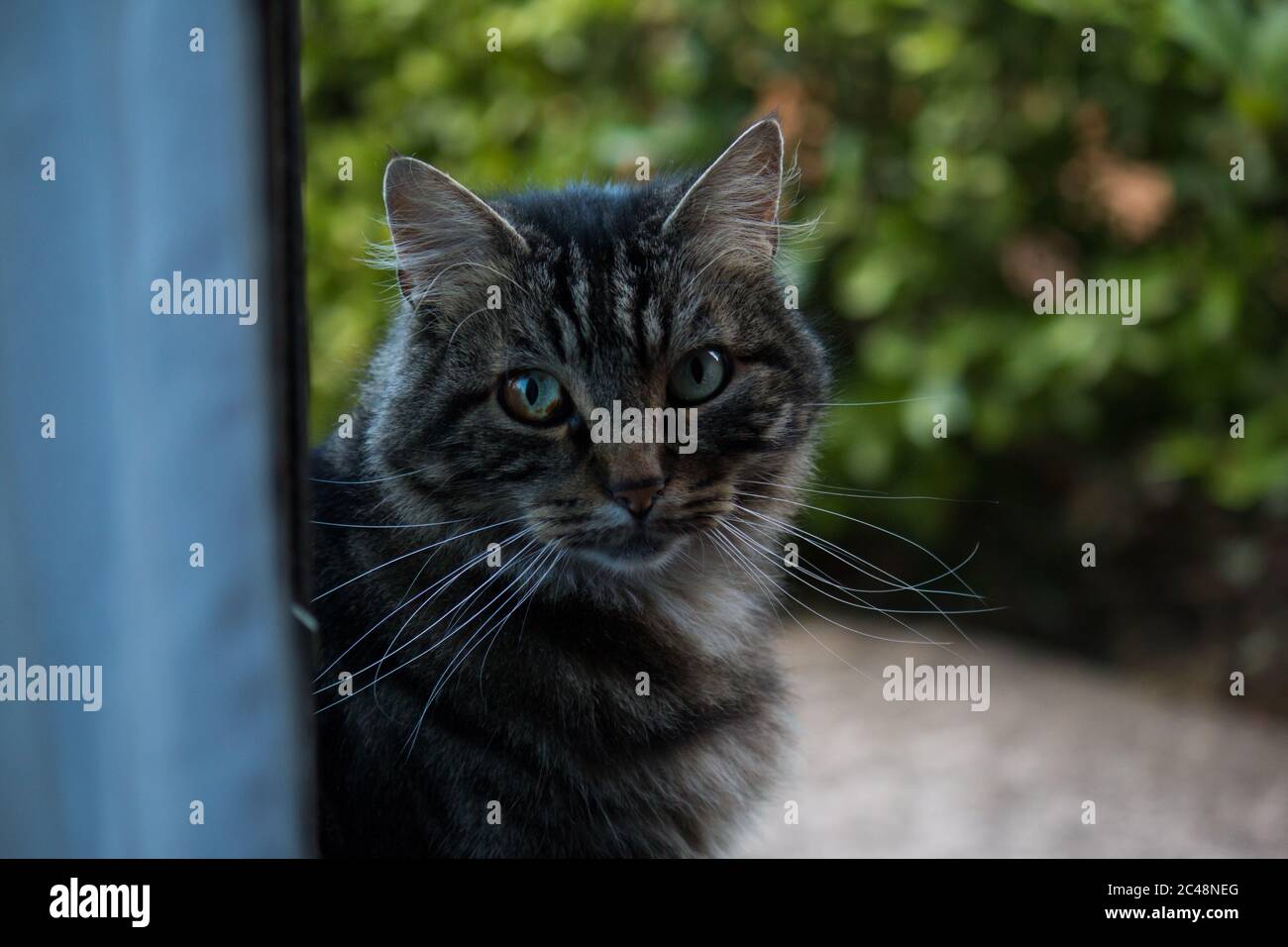 Retrato de un gato tabby con heterocromia en su ojo derecho Foto de stock