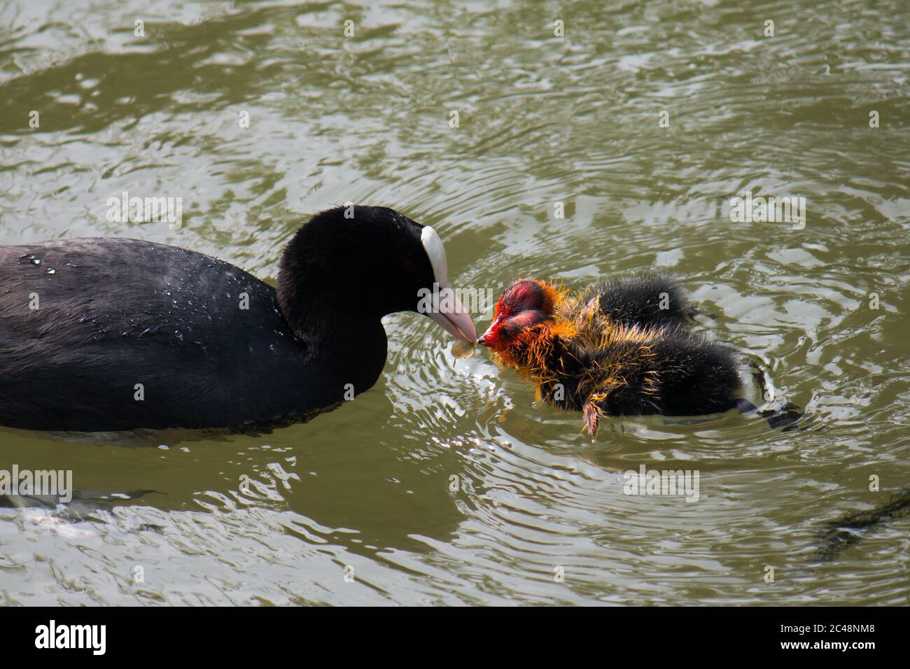 La cría de jovencitos de Eurasia (Fulica atra) en el agua Foto de stock