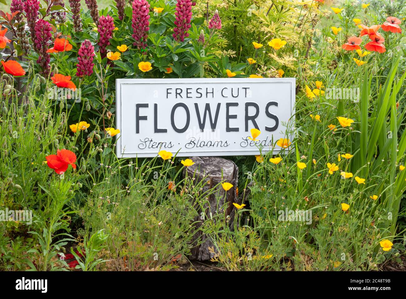 Signo, señal, jardín, Flor, planta, silencio de radio, la tranquilidad, el  silencio Fotografía de stock - Alamy
