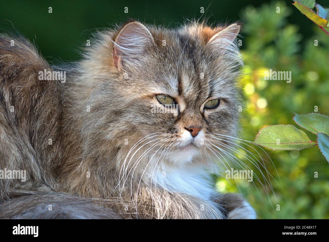 Brodersby, Alemania. 23 de junio de 2020. 23.06.2020, Brodersby,  Schleswig-Holstein, un gato de pelo largo (raza persa) puede disfrutarlo en  el jardín en casa en un buen clima de verano. Orden: Depredadores (