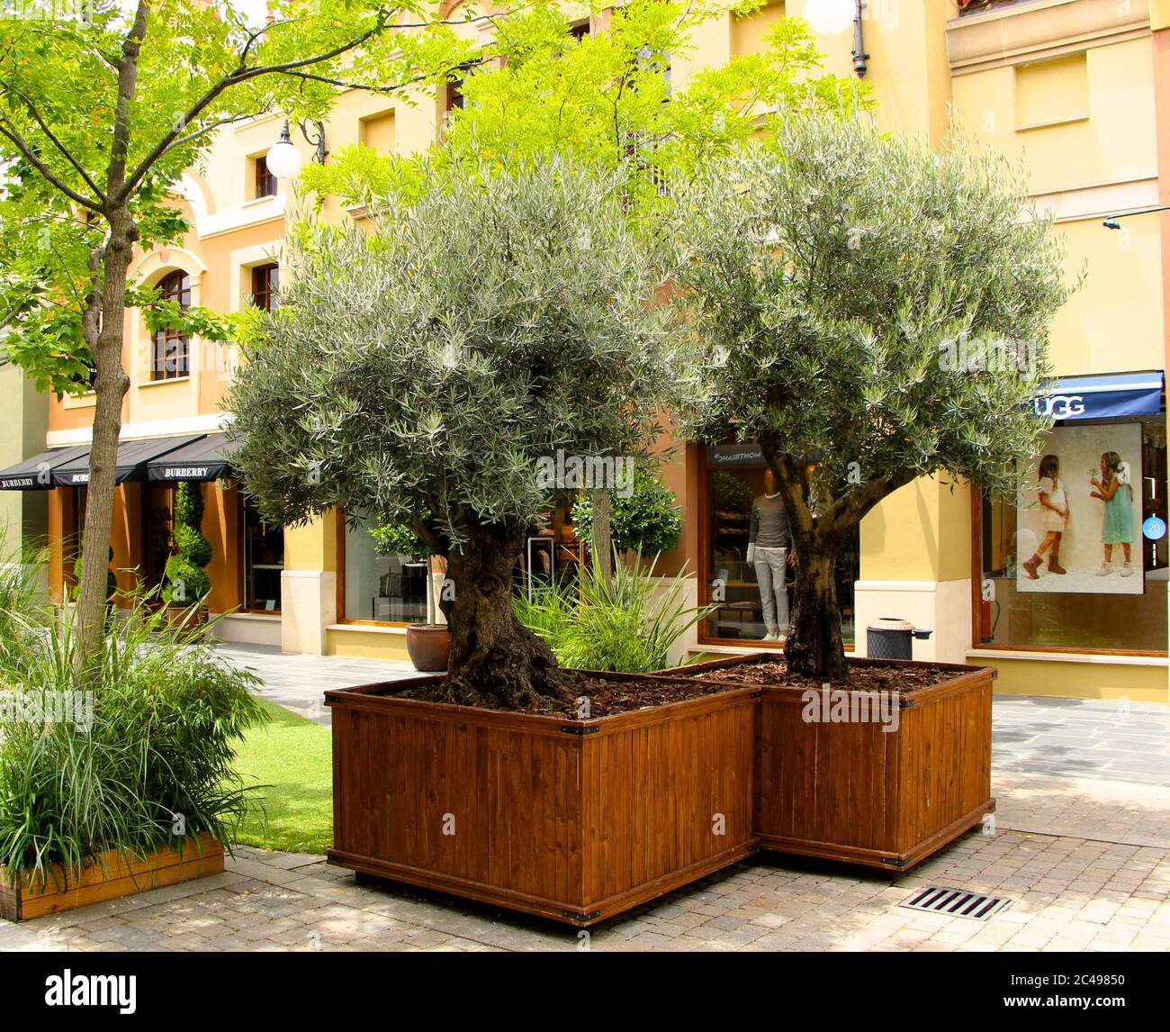 Dos pequeños olivos en grandes macetas de madera en las Tiendas directas de  fábrica Rozas Madrid España Fotografía de stock - Alamy