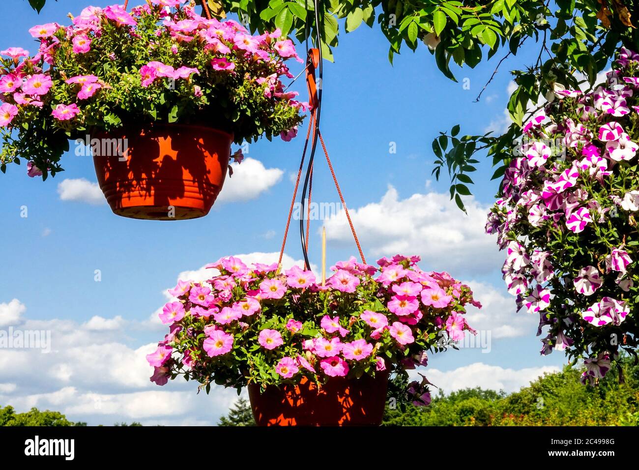 Flores en maceta colgante fotografías e imágenes de alta resolución - Alamy