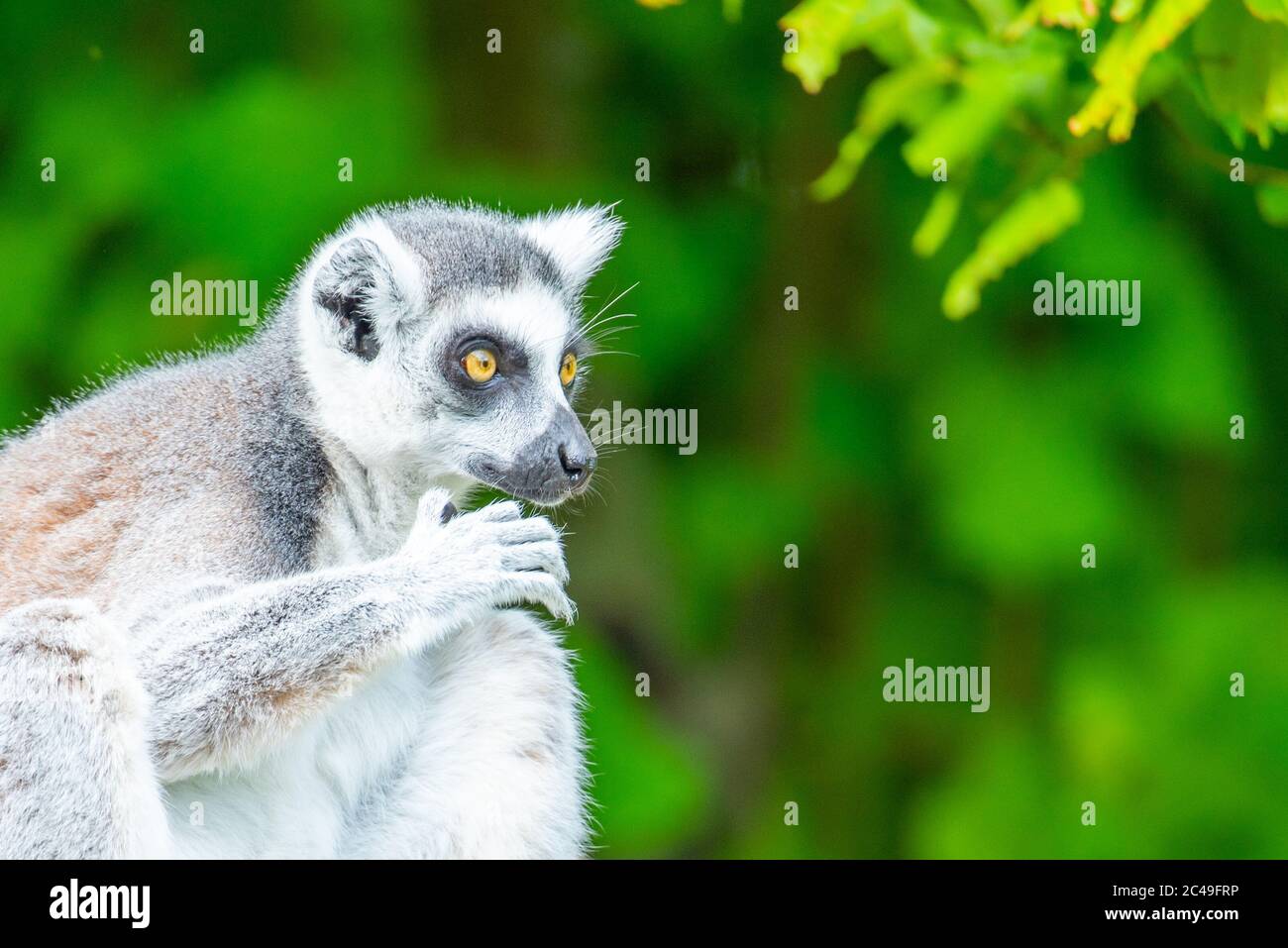 Lémur de cola – animal endémico de Madagascar. Primer plano vertical. Foto de stock