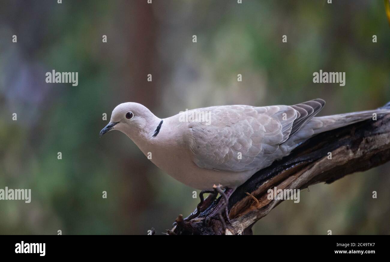 Desafío Acostumbrar En honor Paloma collado bonito anillo de paloma como ave (Streptopelia decaocto Fotografía de stock - Alamy Desafío Acostumbrar En honor Paloma collado bonito anillo de paloma como ave (Streptopelia decaocto Fotografía de stock - Alamy