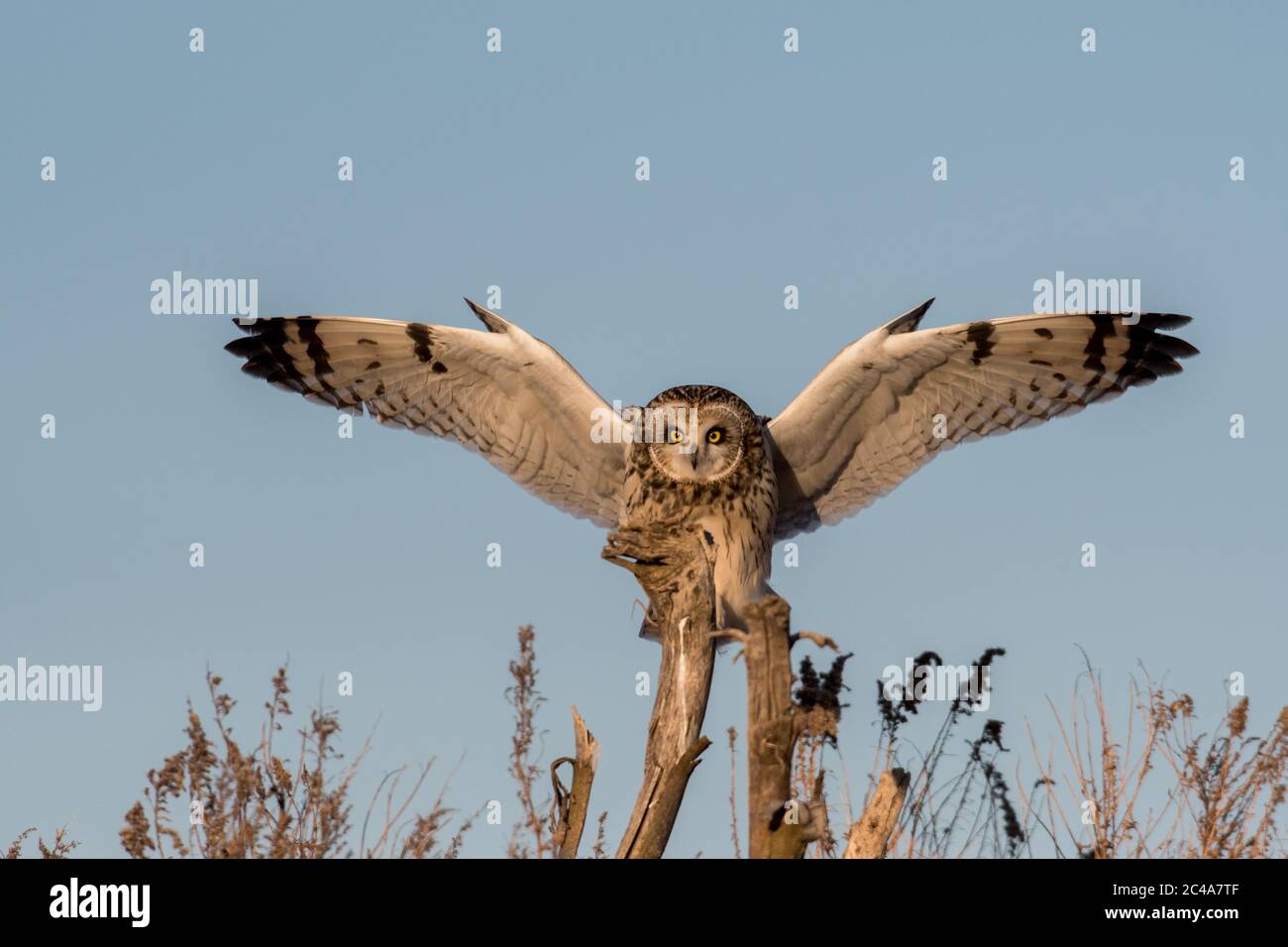 El búho de corta distancia con alas se extendía aterrizando en una rama caída en Indiana, Estados Unidos Foto de stock