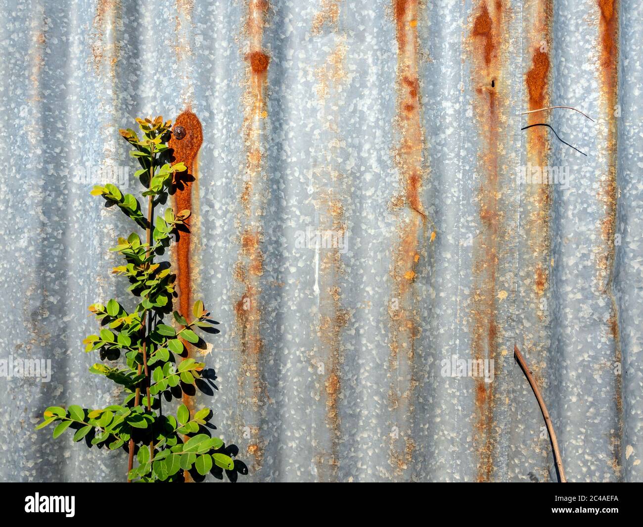 La valla de acero galvanizado se oxida y corroe con la maleza en el frente  Fotografía de stock - Alamy