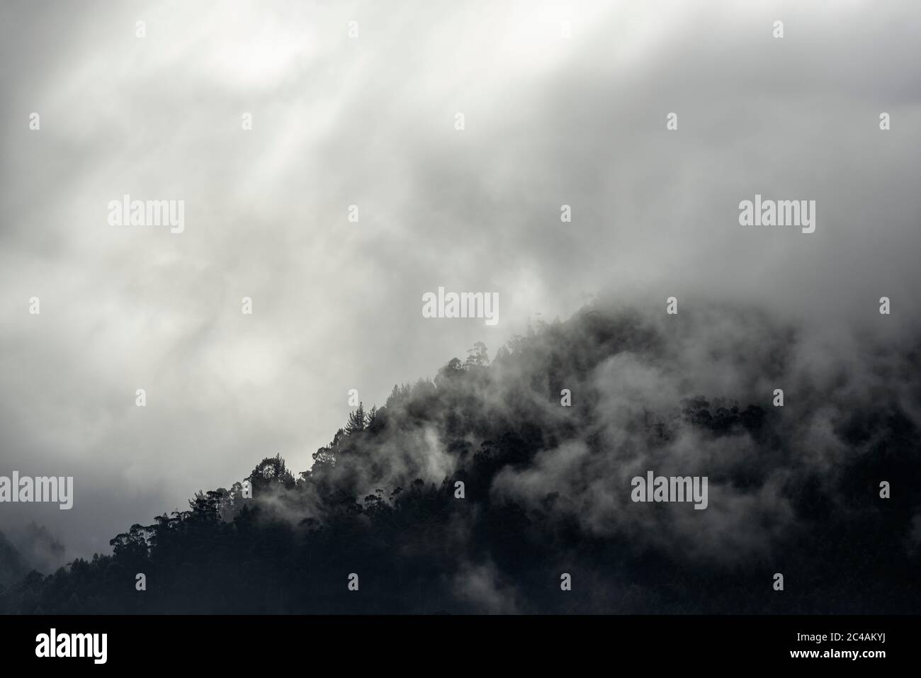 Paisaje oscuro de misterio con niebla, niebla y nubes en el ecosistema del Bosque Nuboso con espacio de copia. Foto de stock