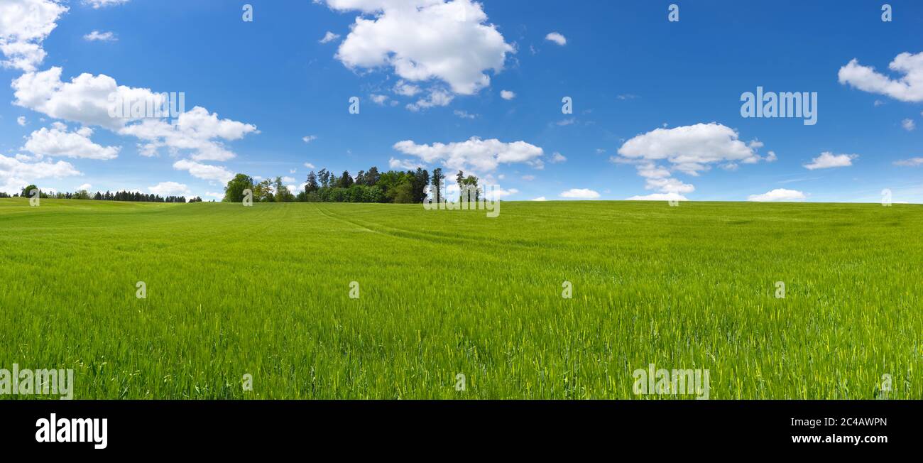 Panorama de un gran campo con cebada verde joven Foto de stock