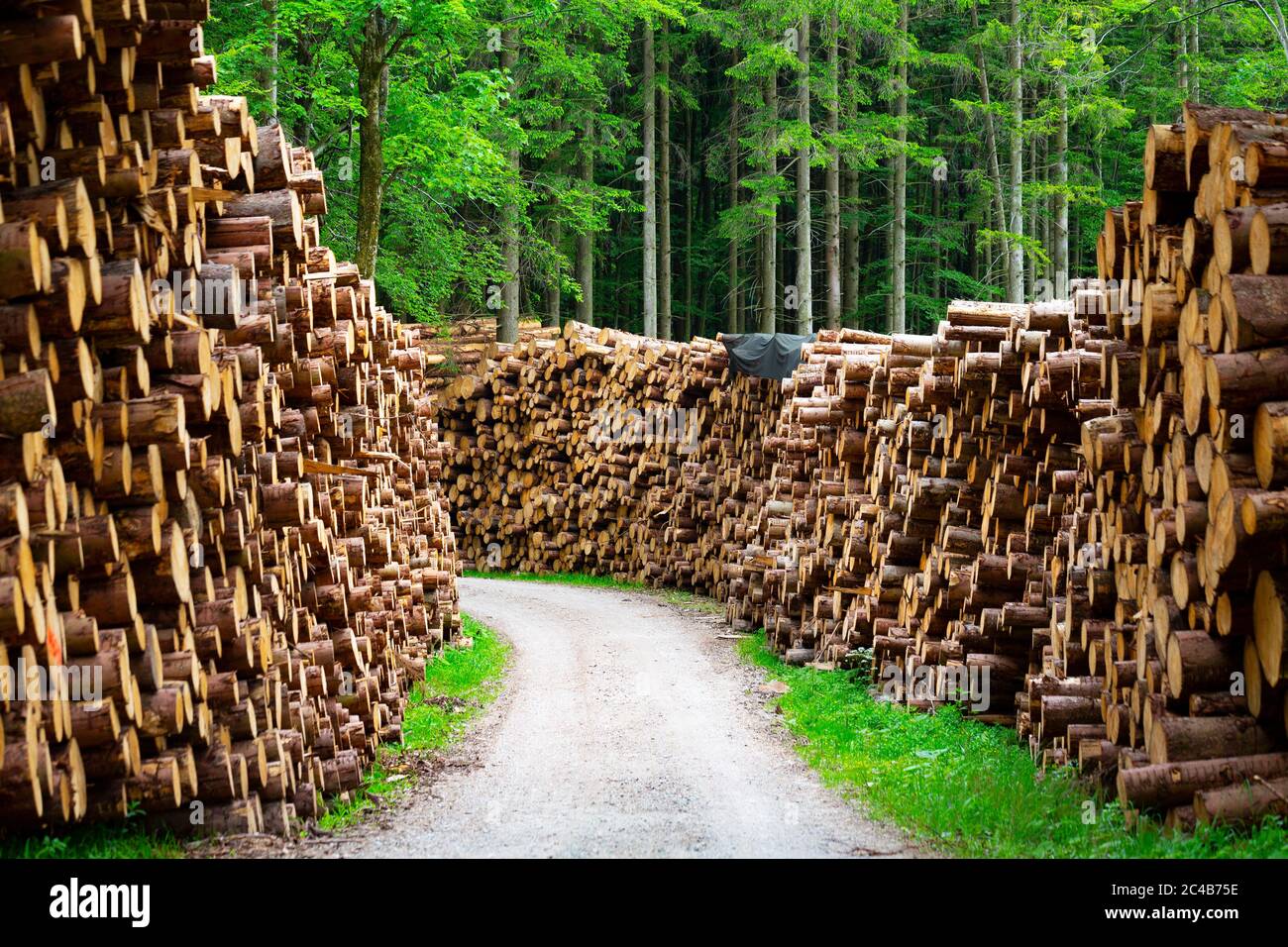 Grandes pilas de madera a lo largo de una carretera forestal, troncos apilados, Mondseeland, Salzkammergut, Alta Austria, Austria Foto de stock