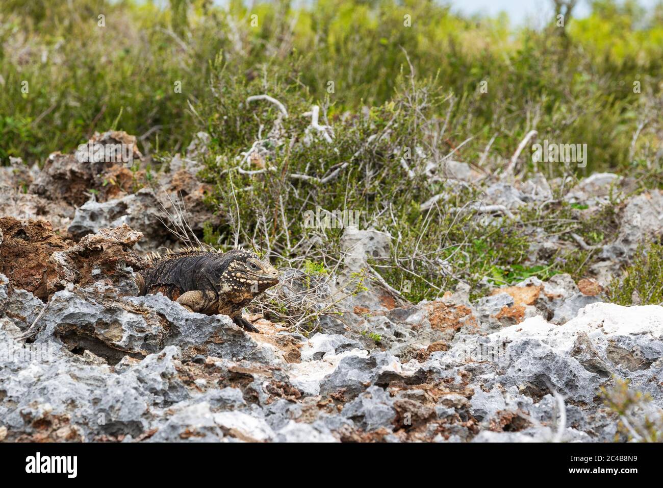Iguana de roca cubana (Cyclura nubila nubila), macho, Península de Guanahacabibes, Parque Nacional de Guanahacabibes, Cuba Foto de stock