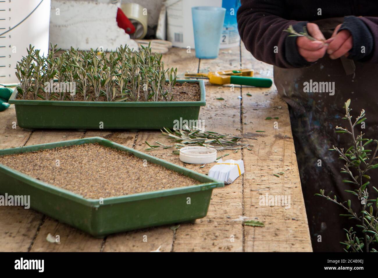 Propagación de plantas. Un trabajador de vivero toma esquejes de plantas nativas y las planta en bandejas para desarrollar raíces Foto de stock