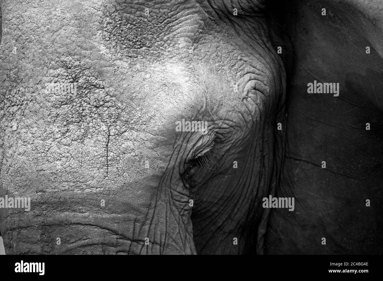 Elefante africano (loxodonta africana) en sabana Foto de stock