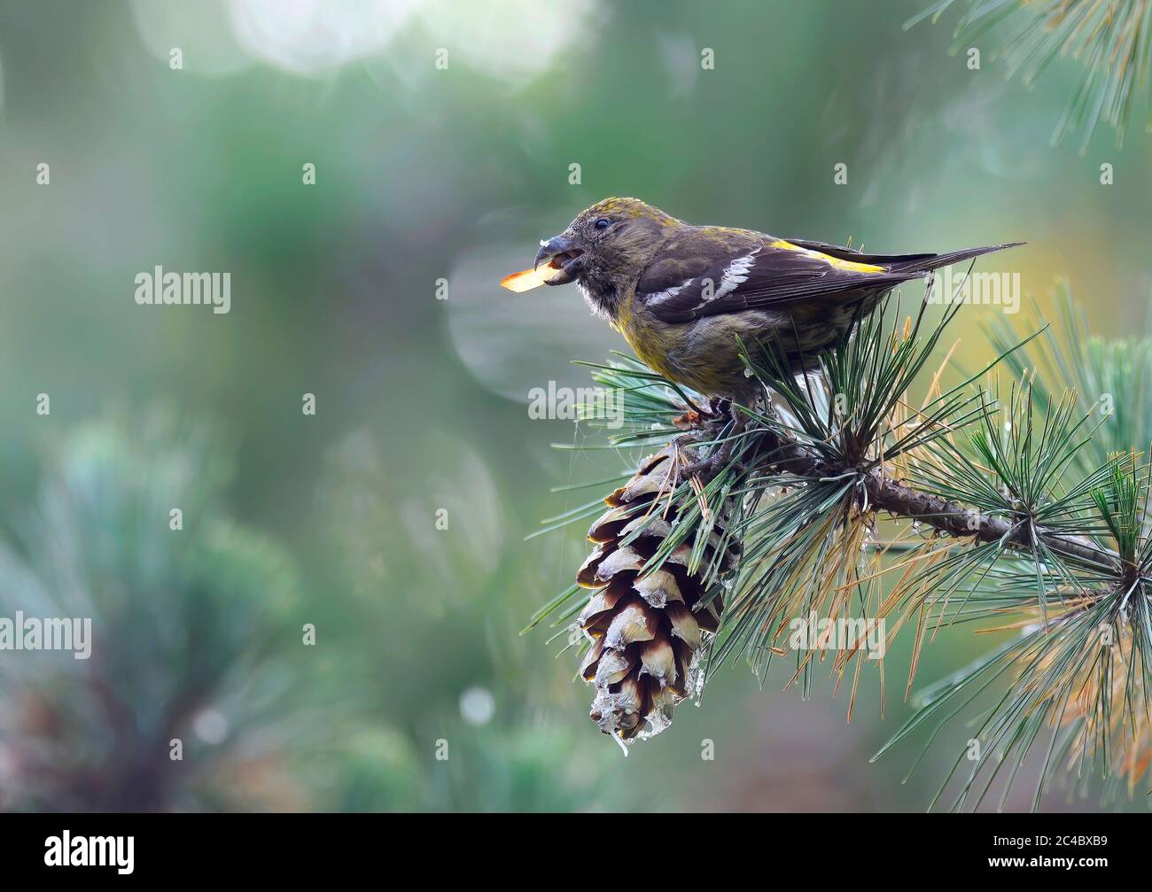 Female cone and seeds fotografías e imágenes de alta resolución - Alamy