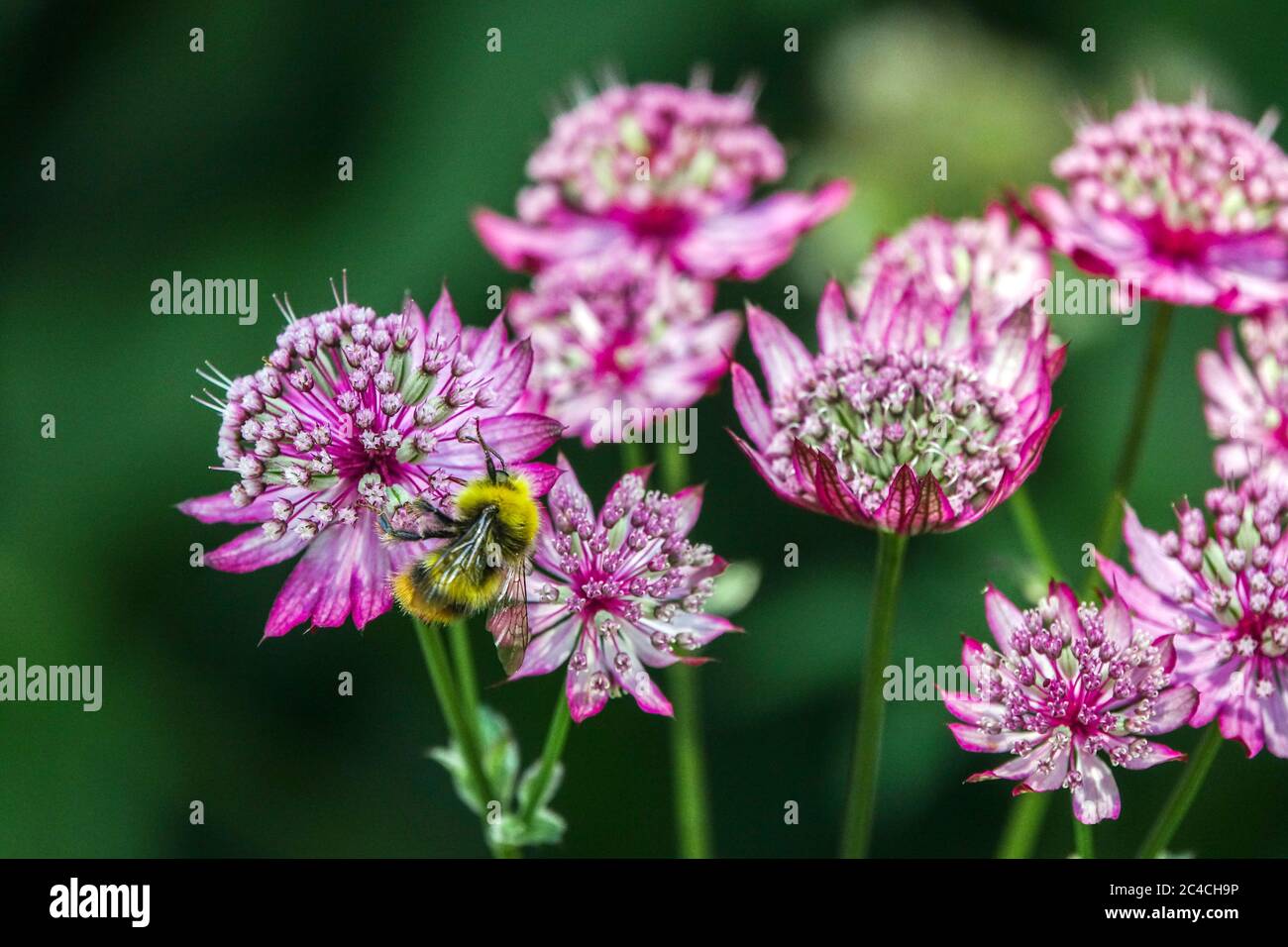 Bumblebee sobre el Gran Maestro Astrantia mayor 'Rubra' Astrantia Rubra Foto de stock