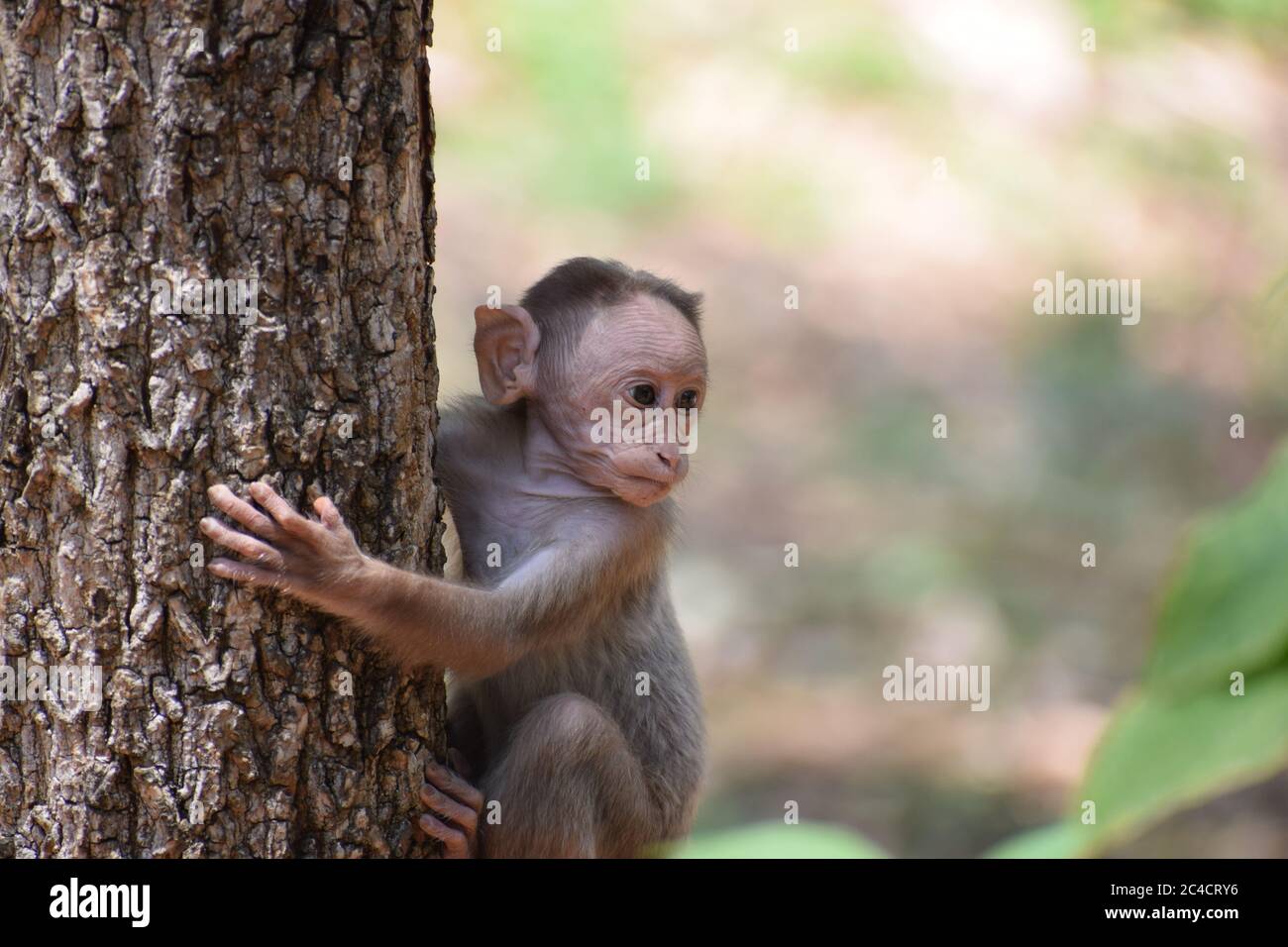 Mono a una rama Fotografía de Alamy