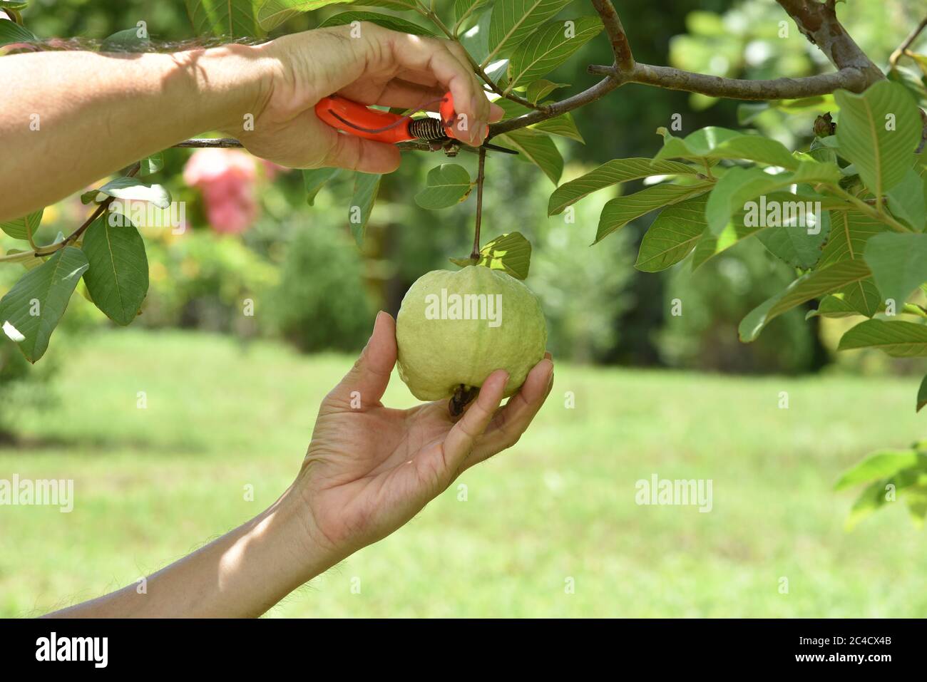 Las manos de la agricultura son cortar o cosechar fruta fruta la guayaba  orgánica. Fruta para la salud fruta verde guayaba colgando en el árbol en  la granja agrícola o Fotografía de