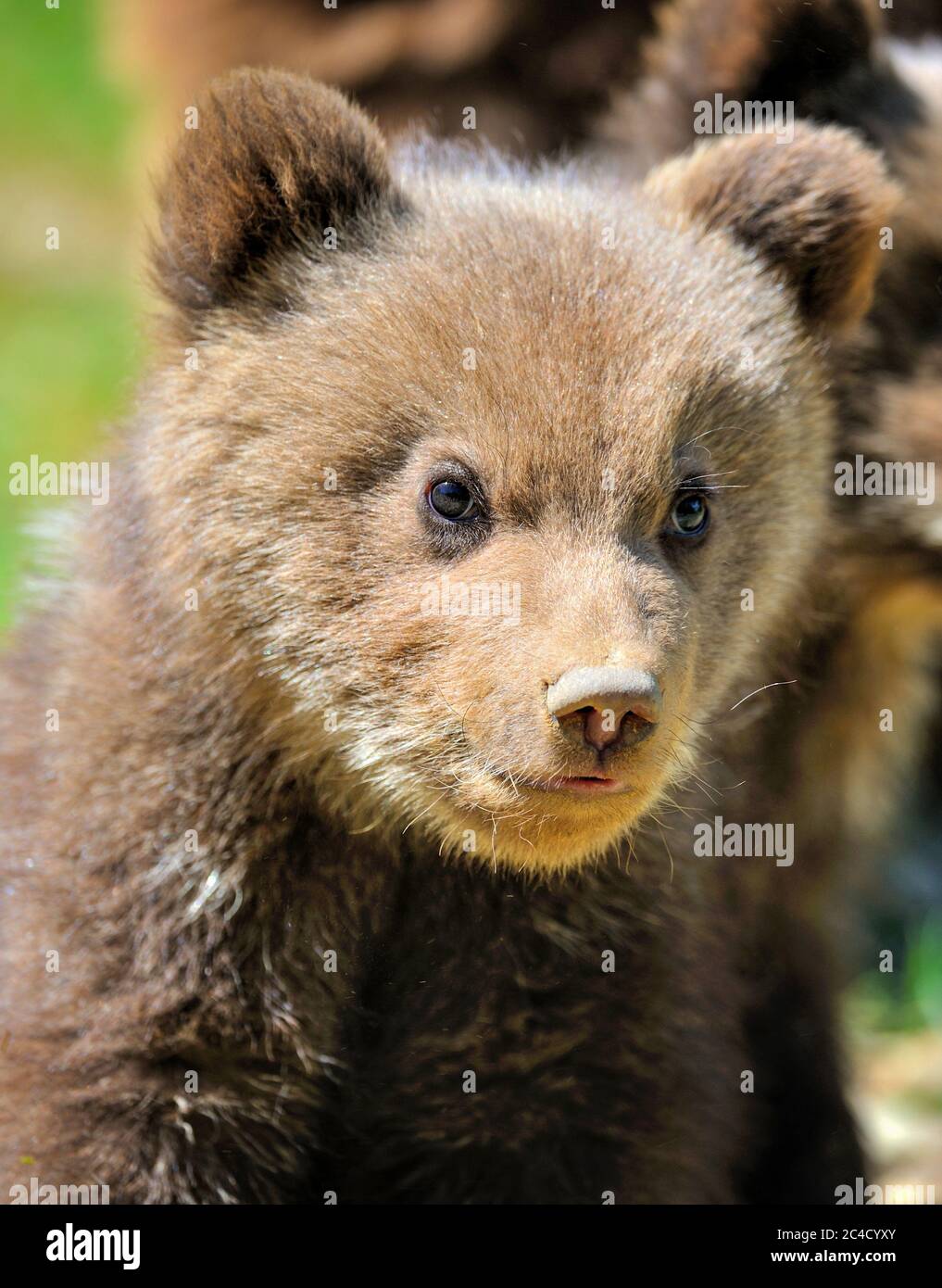 Retrato de un pequeño oso de peluche en el hábitat natural Fotografía de  stock - Alamy