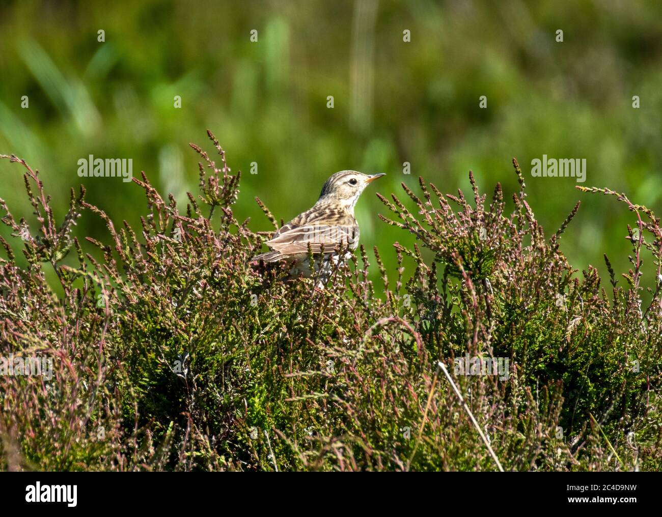 Meadow Pipit ( Anthem pratensis) encaramado en brezo en páramos abiertos, Escocia. Foto de stock