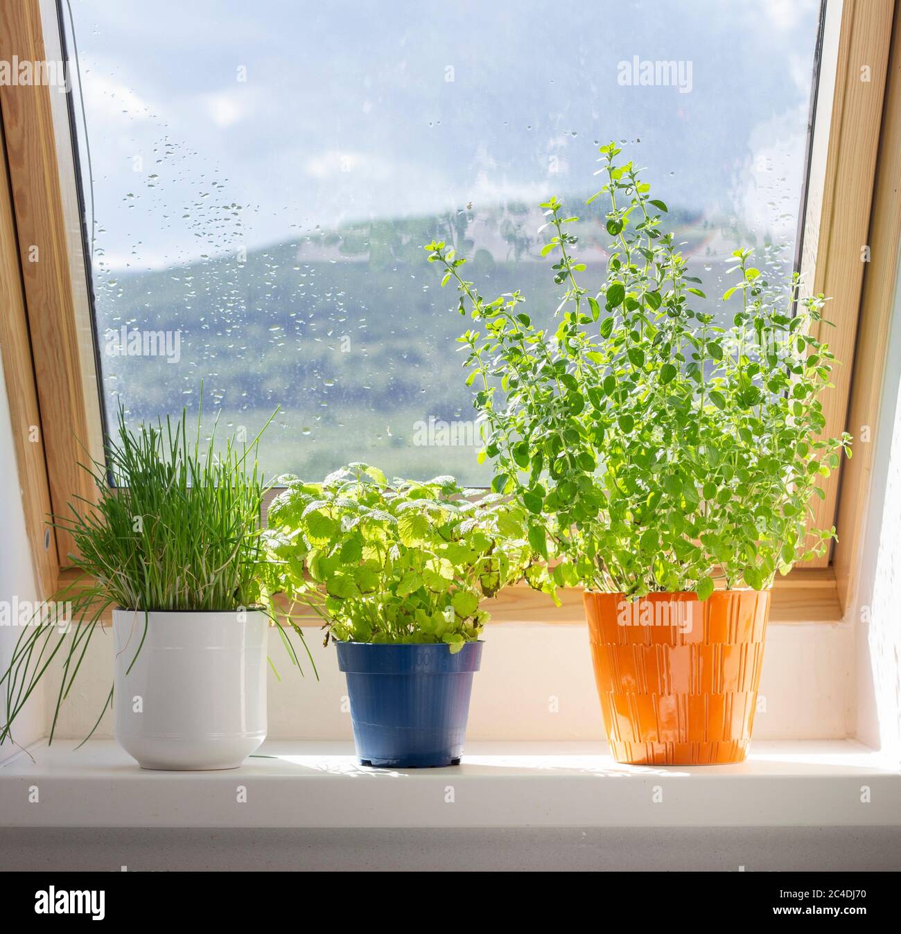 hierbas creciendo en ollas en el alféizar de la ventana Foto de stock