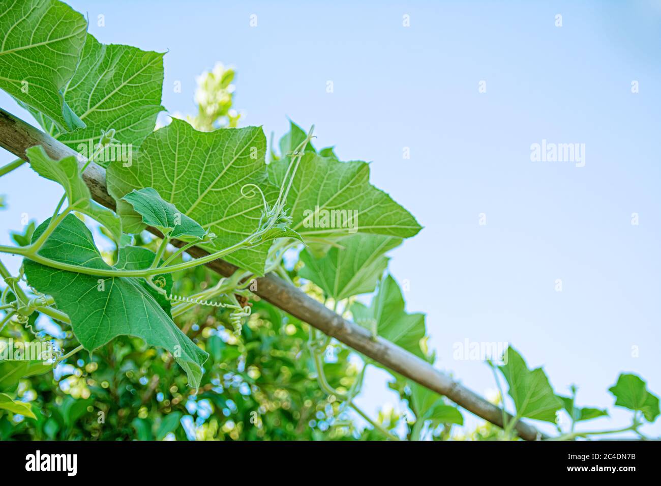 Planta de calabaza verde creciendo en la valla del jardín contra el cielo despejado Foto de stock