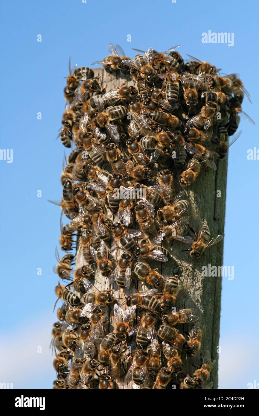 Miel Enjambre de abeja en poste de madera Foto de stock
