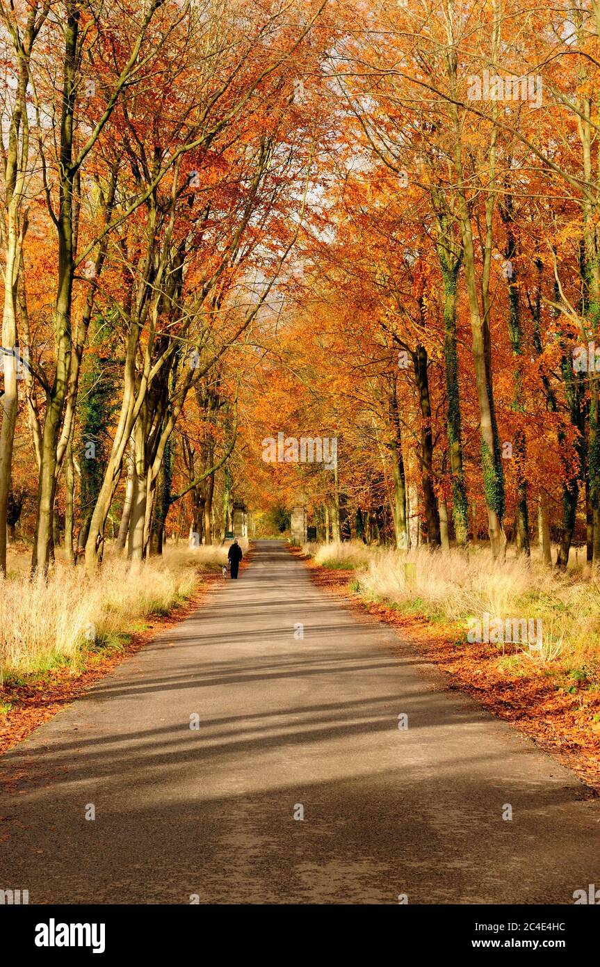 Colores otoñales a lo largo de la Gran Avenida en el Bosque de Savernake. Foto de stock