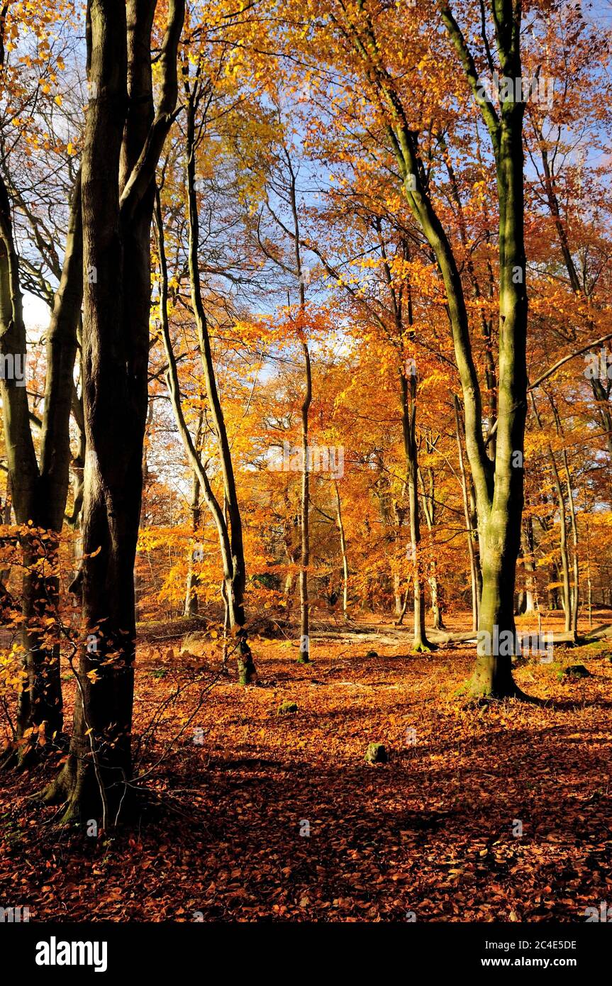 Colores otoñales en el bosque de Savernake. Foto de stock