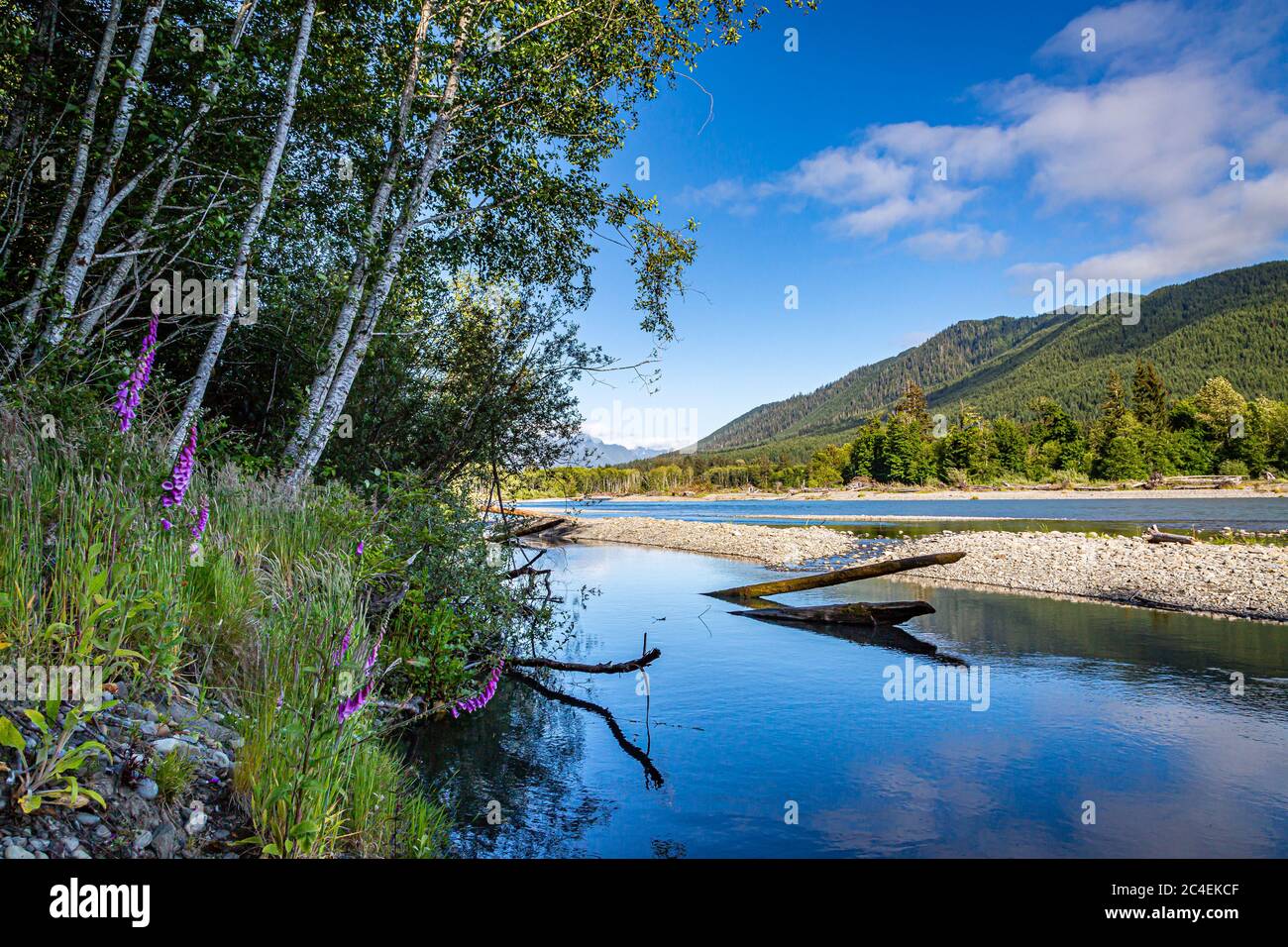 Con vistas al río Hoh en el Parque Nacional Olímpico en el estado de Washington Foto de stock