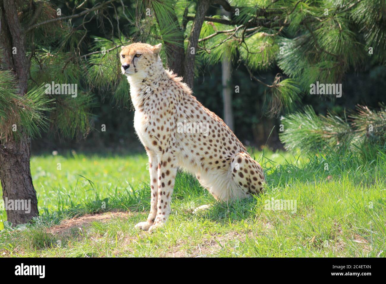 Cheetah en el parque zoológico Overloon Foto de stock