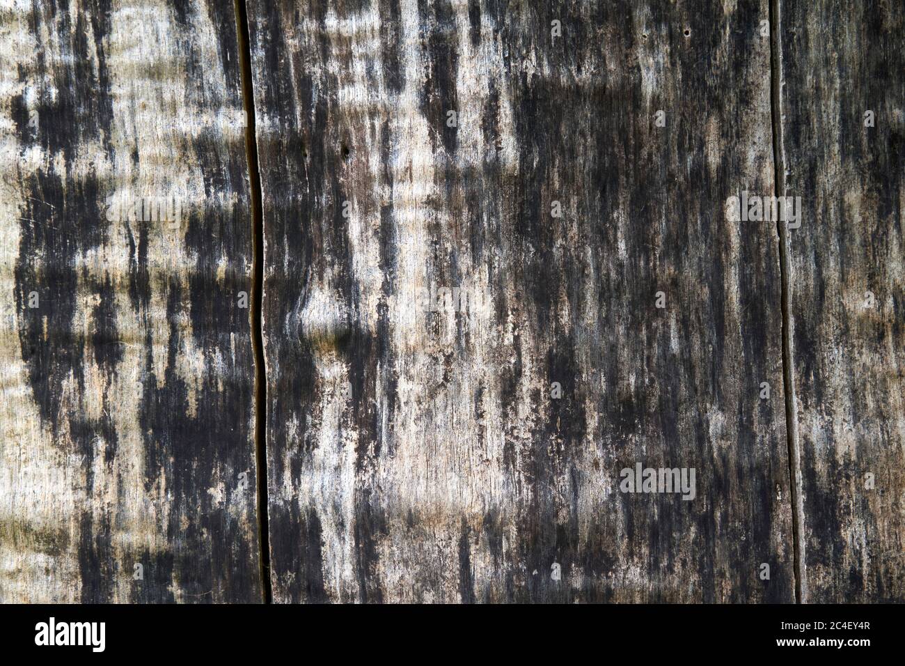 Cierre de las marcas de quemadura negra en un tronco de árbol carbonizado Foto de stock