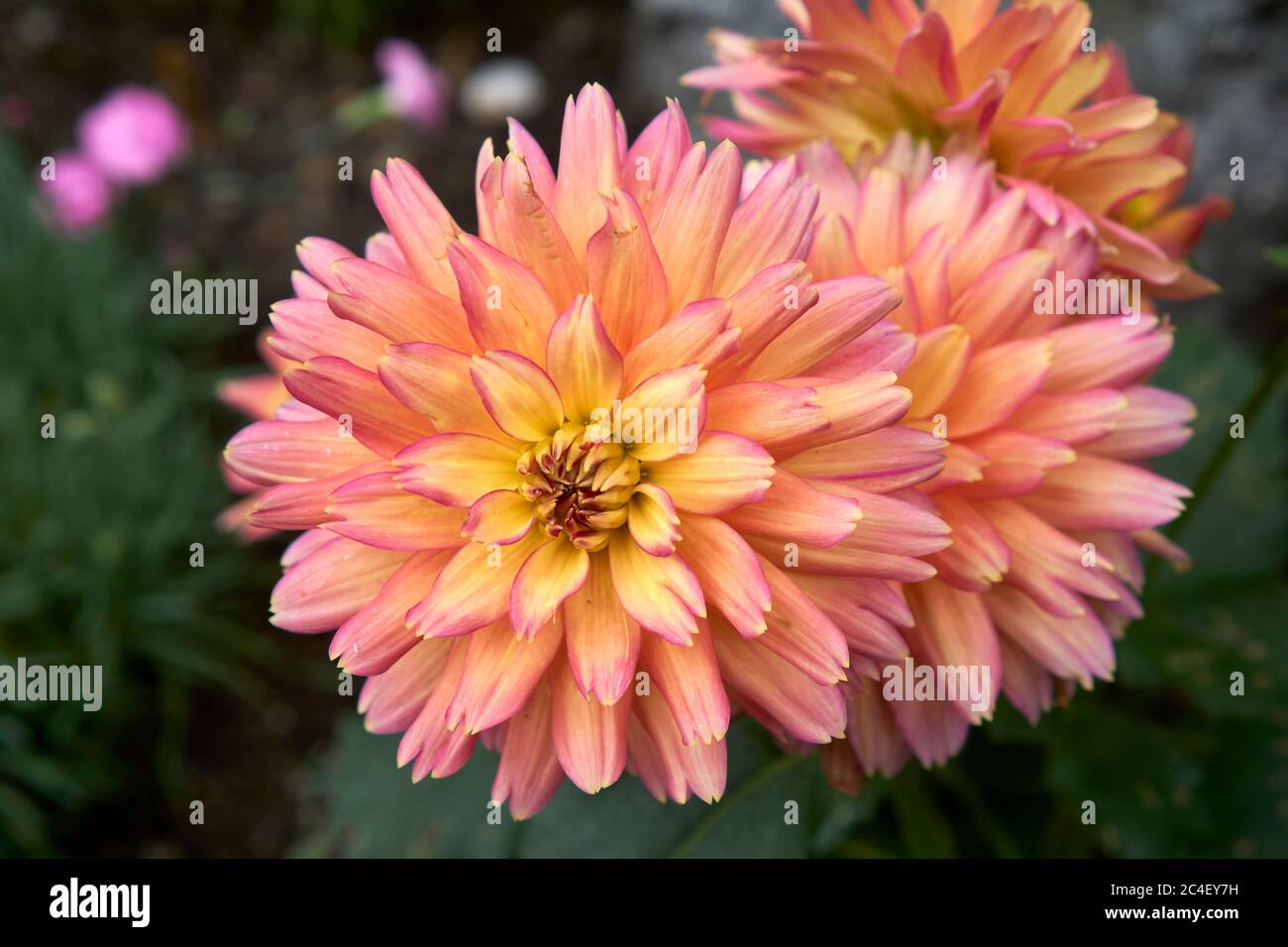 Primer plano de flores rosadas y amarillas de Dahlia Foto de stock