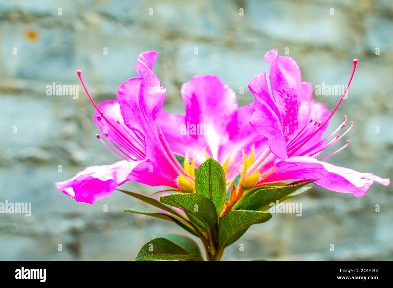 Gold azalea fotografías e imágenes de alta resolución - Página 2 - Alamy