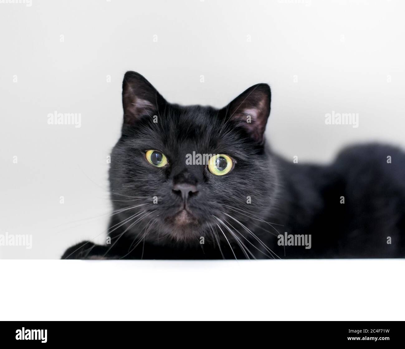 Un gato negro shortair aplastando un ojo y mirando la cámara con una expresión gruñosa Foto de stock