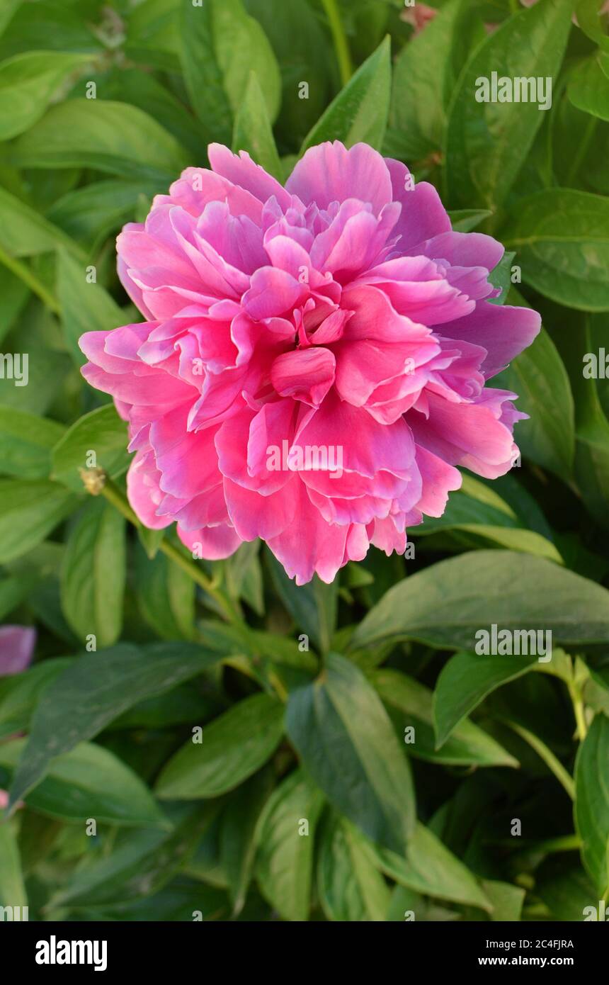 Flores de peonías aromáticas hermosas. Color rosa peonías flor. Flores de peonía  rosa en el jardín Fotografía de stock - Alamy