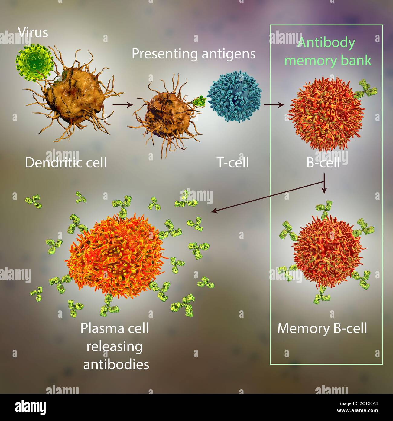 Mecanismos de defensa inmunitaria contra virus, ilustración informática.  Las células dendríticas reconocen los virus y presentan información sobre  sus antígenos a las células T (linfocitos T). Las células T proporcionan  información sobre
