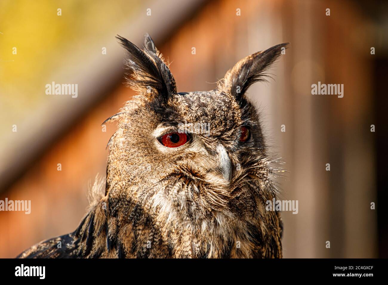 Uhu en Großaufnahme Foto de stock