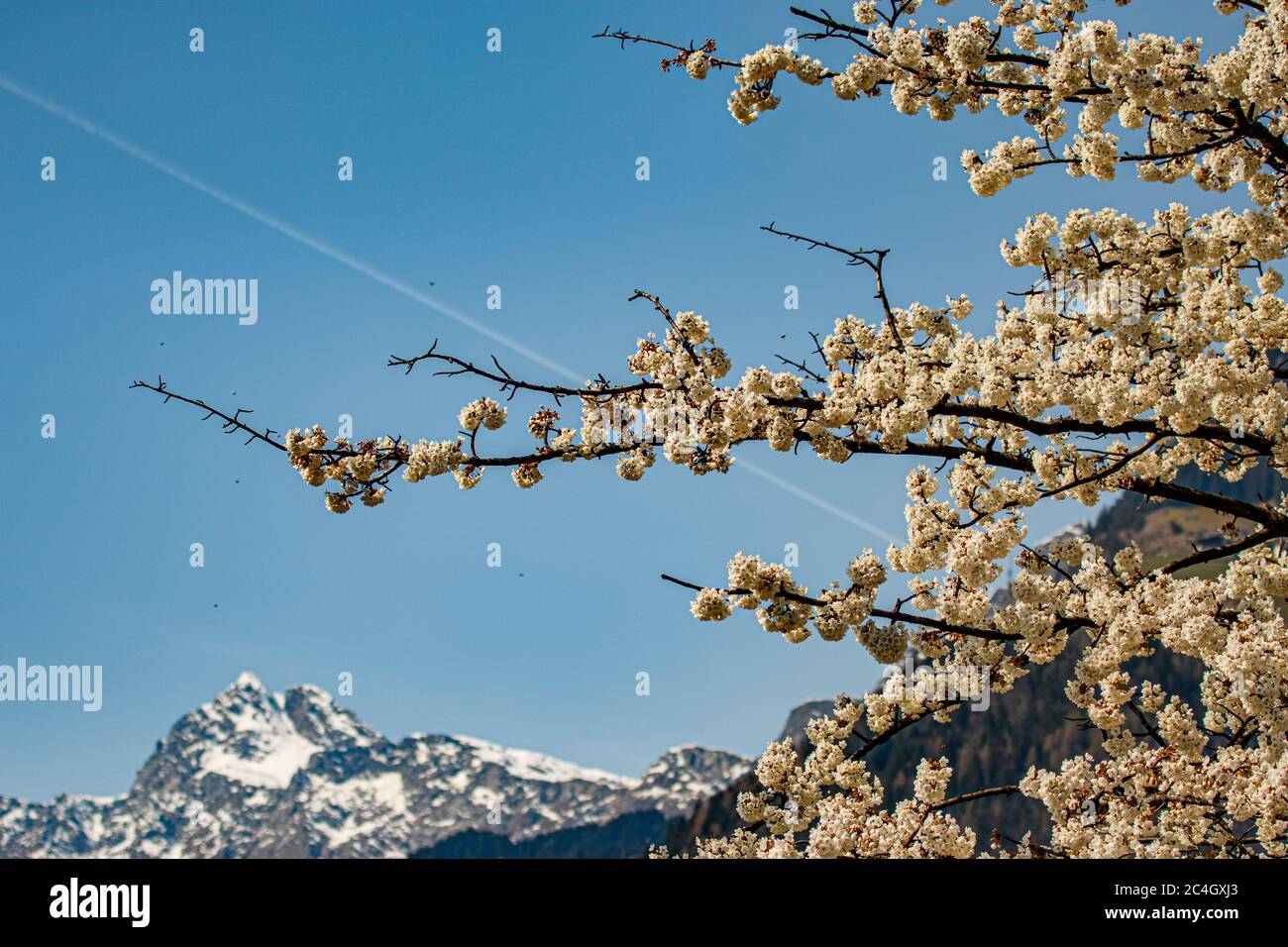 Kirschblüte mit schneebedeckten Bergen Foto de stock
