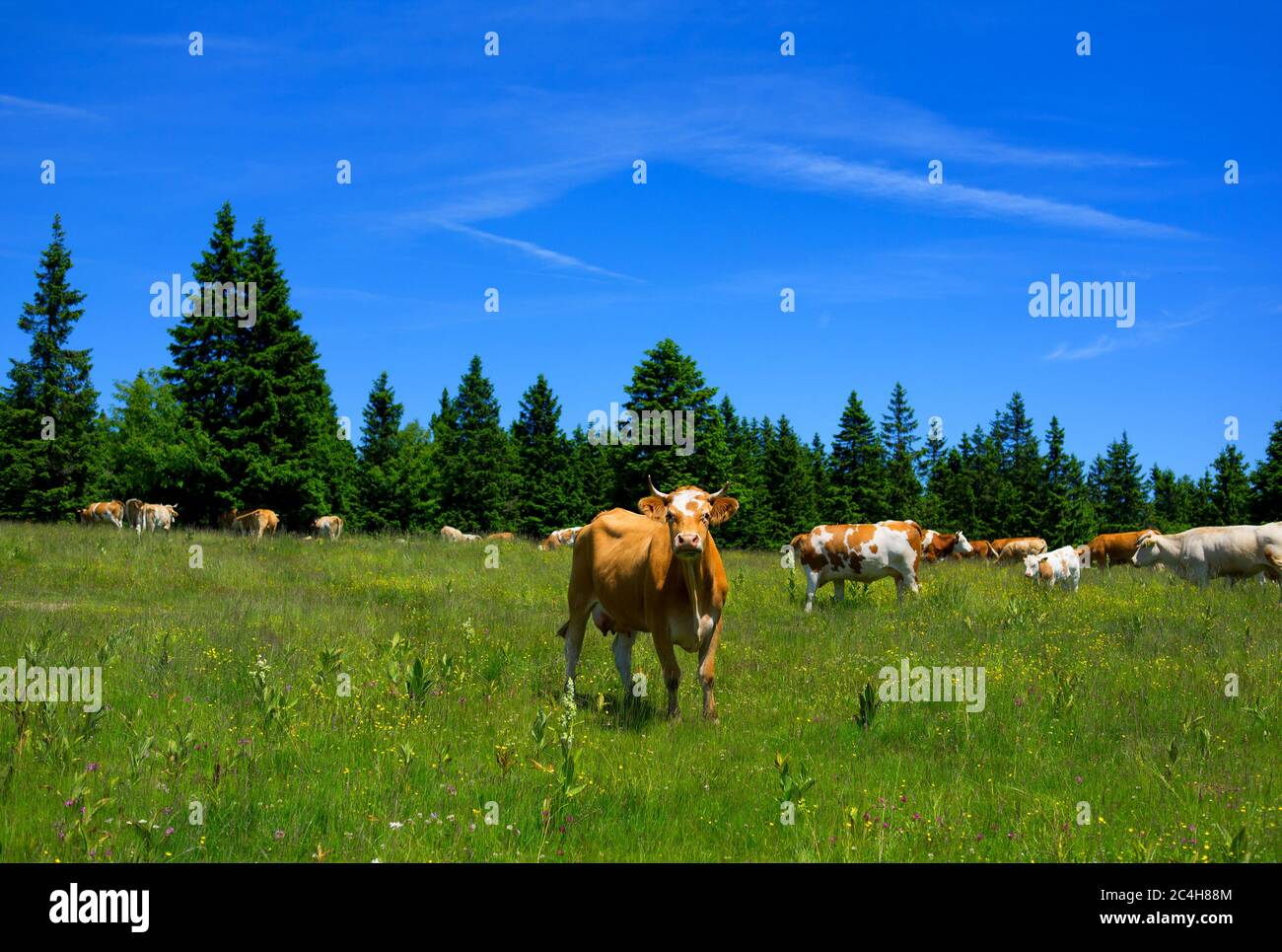 Rogla, Pohorje sierra, Eslovenia, Europa - vacas en el pasto. Paisaje de hermosa naturaleza eslovena y la agricultura animal Foto de stock