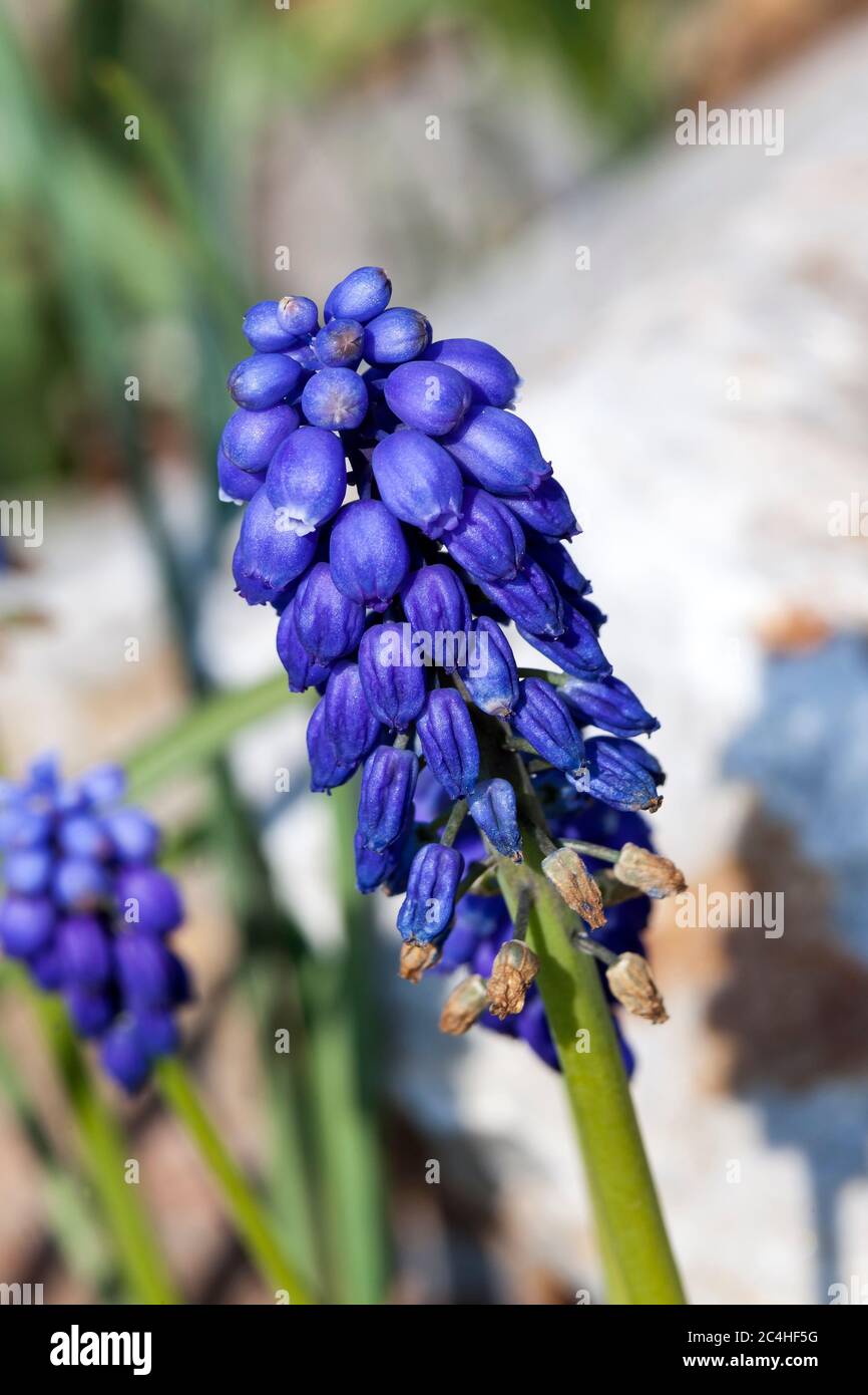 Muscari armeniacum una planta de flores bulbosas perenne de color azul  primavera comúnmente conocida como jacinto de uva o uva Armenia Fotografía  de stock - Alamy