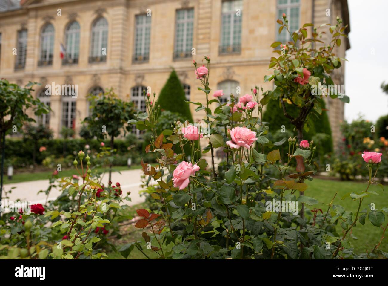 Preciosas rosas de felpa sobre el fondo del jardín francés. Bush con rosas  rosadas inglesas tiernas. Rosas en flor con peetos de felpa. Jardinería.  Rosario Fotografía de stock - Alamy