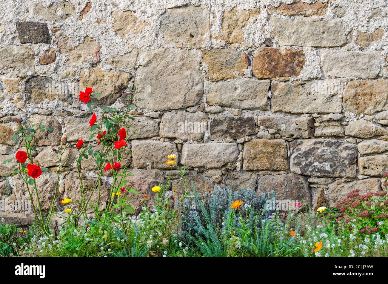 Fondo: Hermosa pared de castillo medieval rústica con flores de colores en primer plano Foto de stock