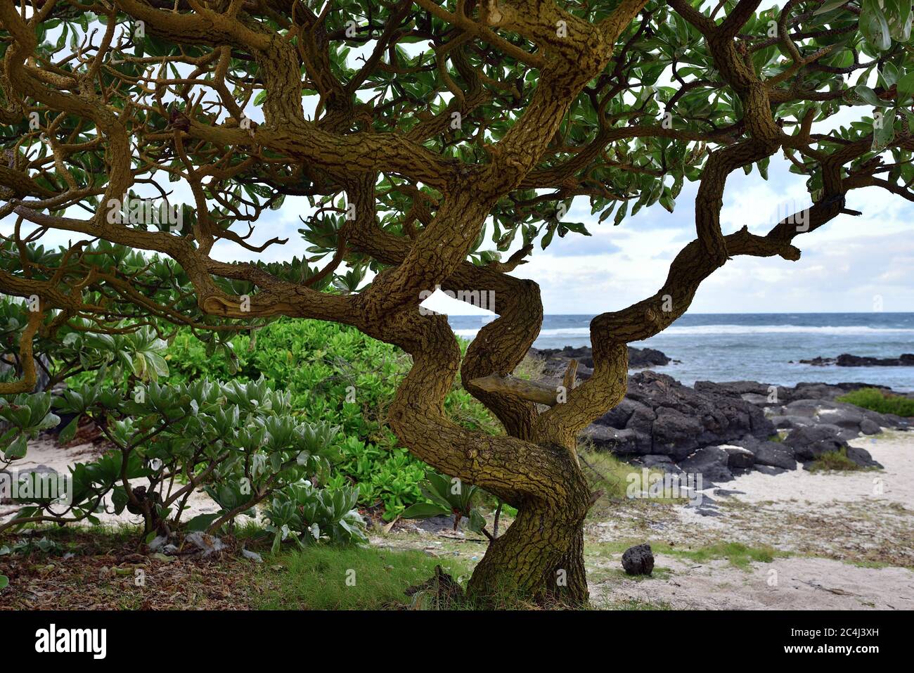 Tronco de árbol grande en la orilla del cabo Gris. Parte sur de la isla Mauricio, África Foto de stock