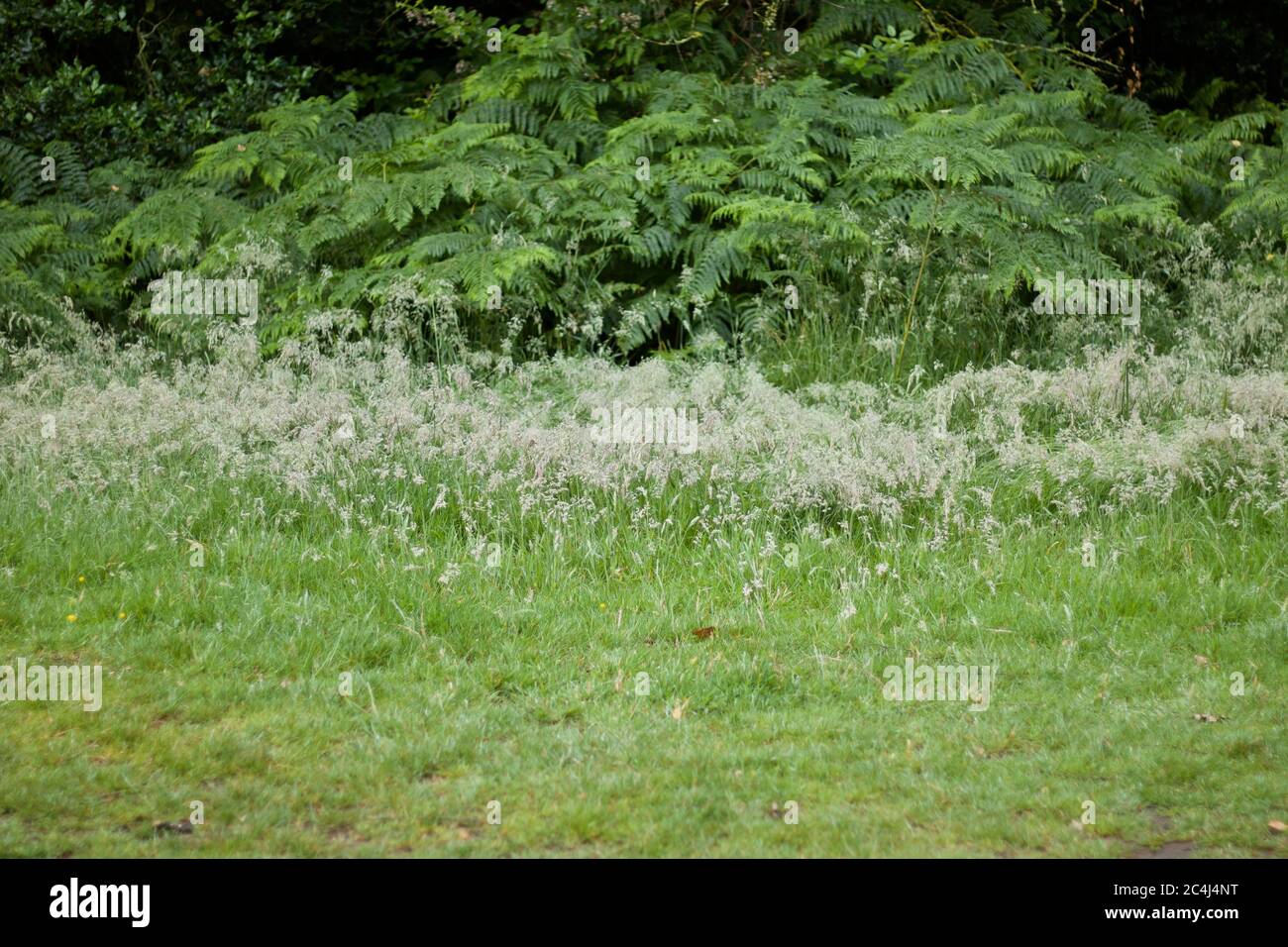 Escena rural inglesa mostrando helechos y malezas con espacio de copia en primer plano Foto de stock