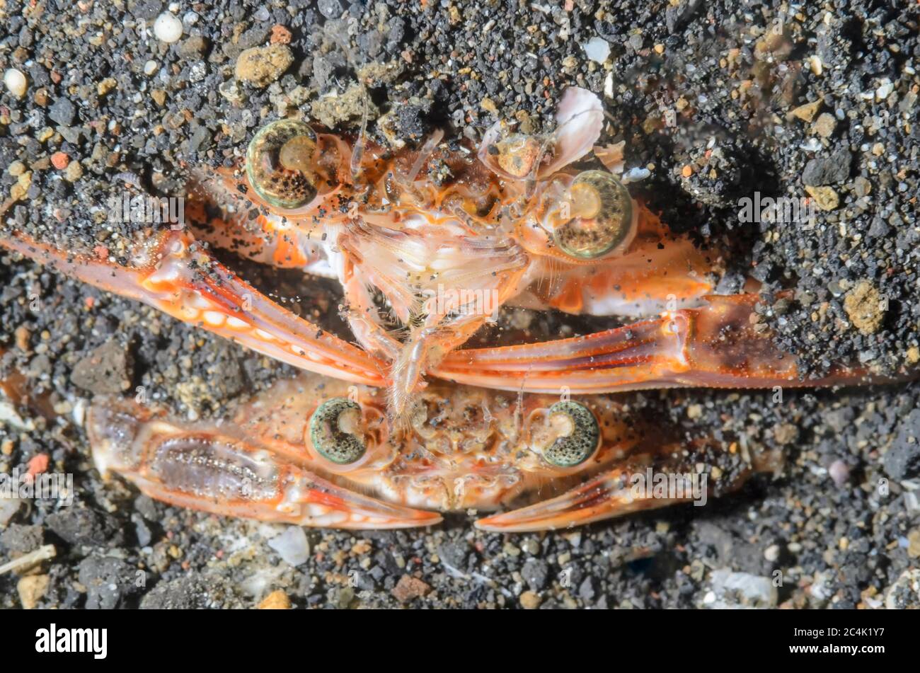 Apareamiento cangrejos de natación, Charybdis sp., Estrecho de Lembeh, Sulawesi del Norte, Indonesia, Pacífico Foto de stock