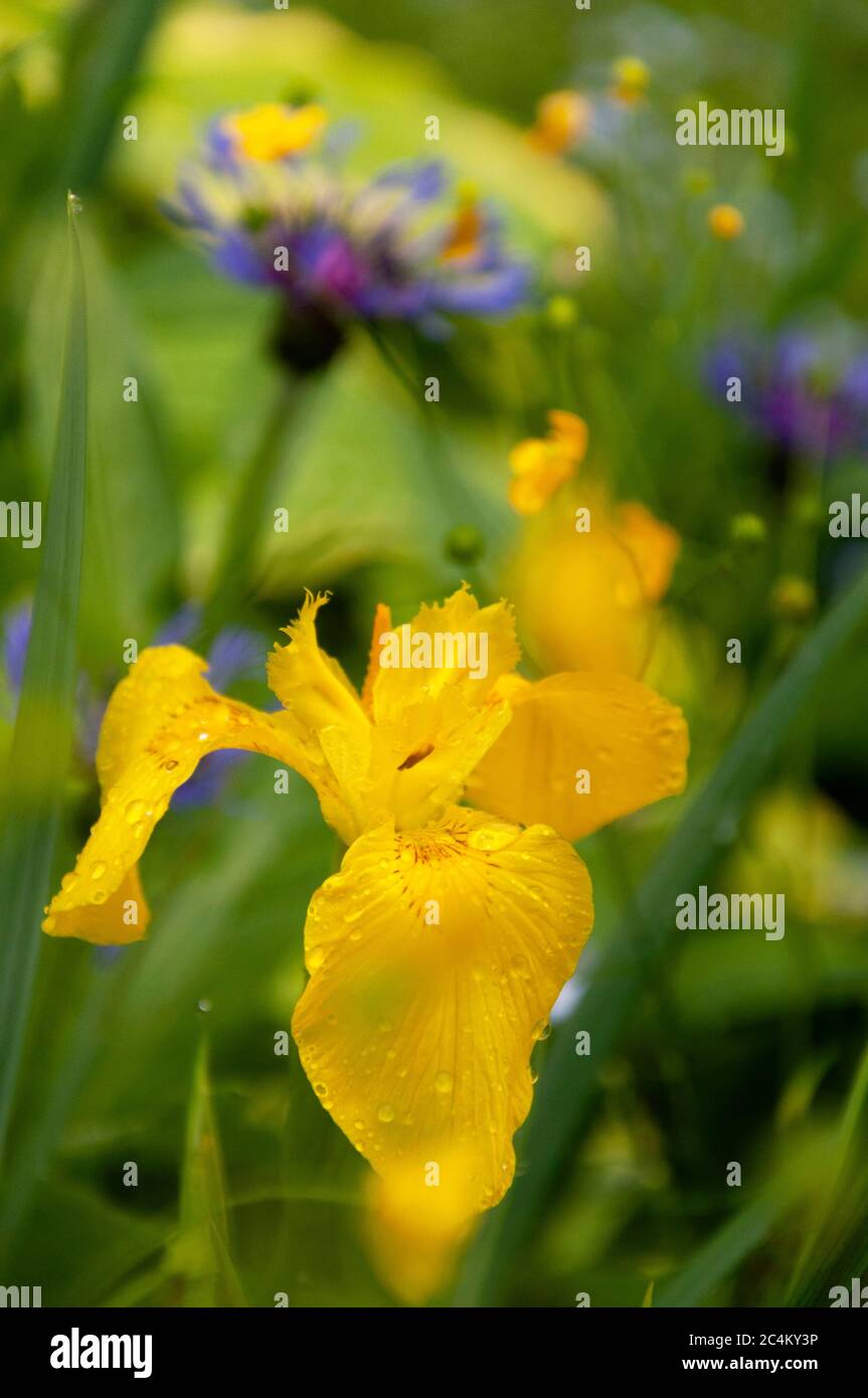 Flor amarilla mojada de Iris pseudacorus sobre fondo oscuro de la naturaleza Foto de stock