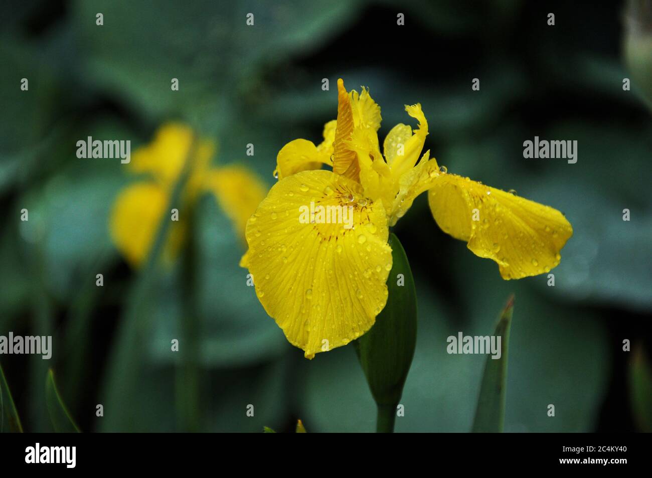Flor amarilla mojada de Iris pseudacorus sobre fondo oscuro de la naturaleza Foto de stock