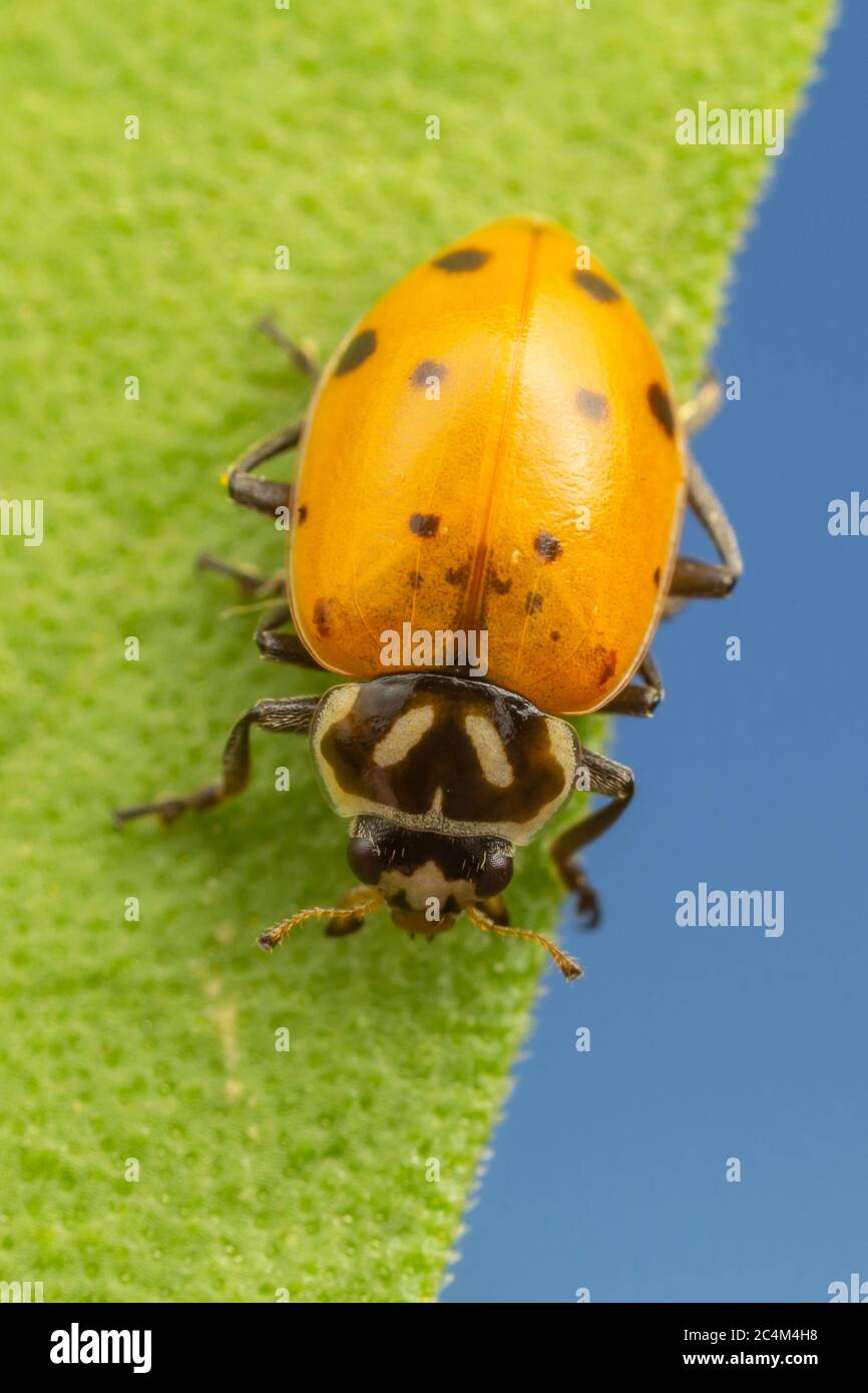 Convergent Lady Beetle (Hippodamia convergens) Foto de stock