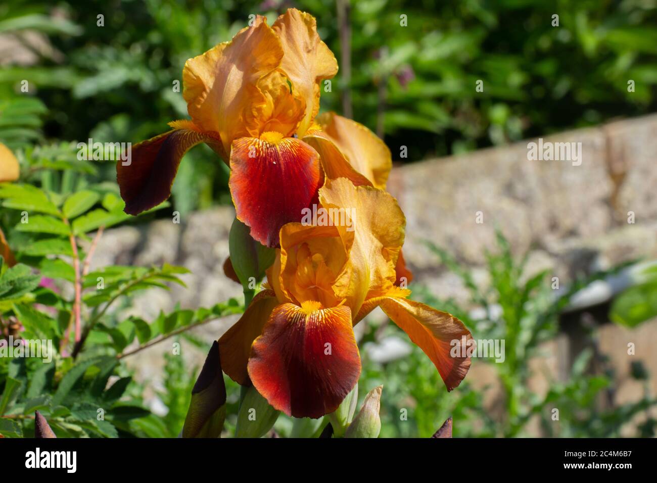 Primer plano de un iris alemán rojo y naranja, Iris germanica o Ritter Schwertlilie Foto de stock