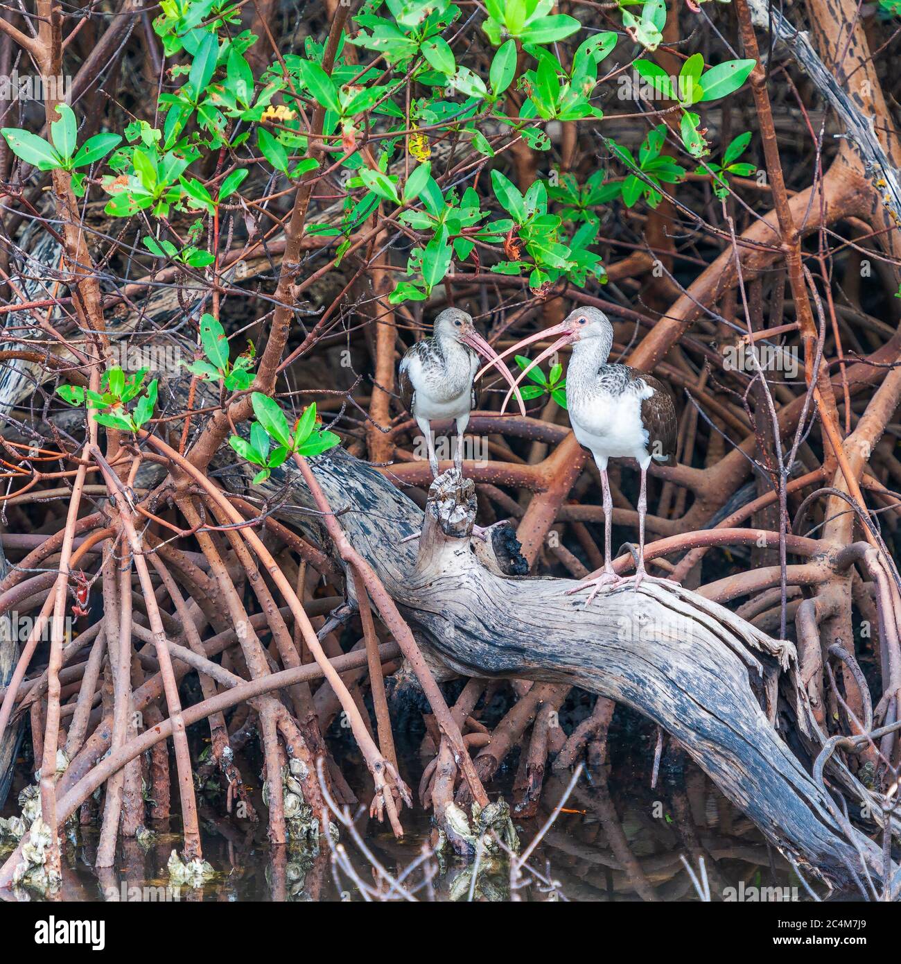 Pareja de jóvenes blancos de América (Eudocimus albus) sentados en los manglares. J. N. Ding Darling Refugio Nacional de vida Silvestre. Isla Sanibel. Florida. NOSOTROS Foto de stock