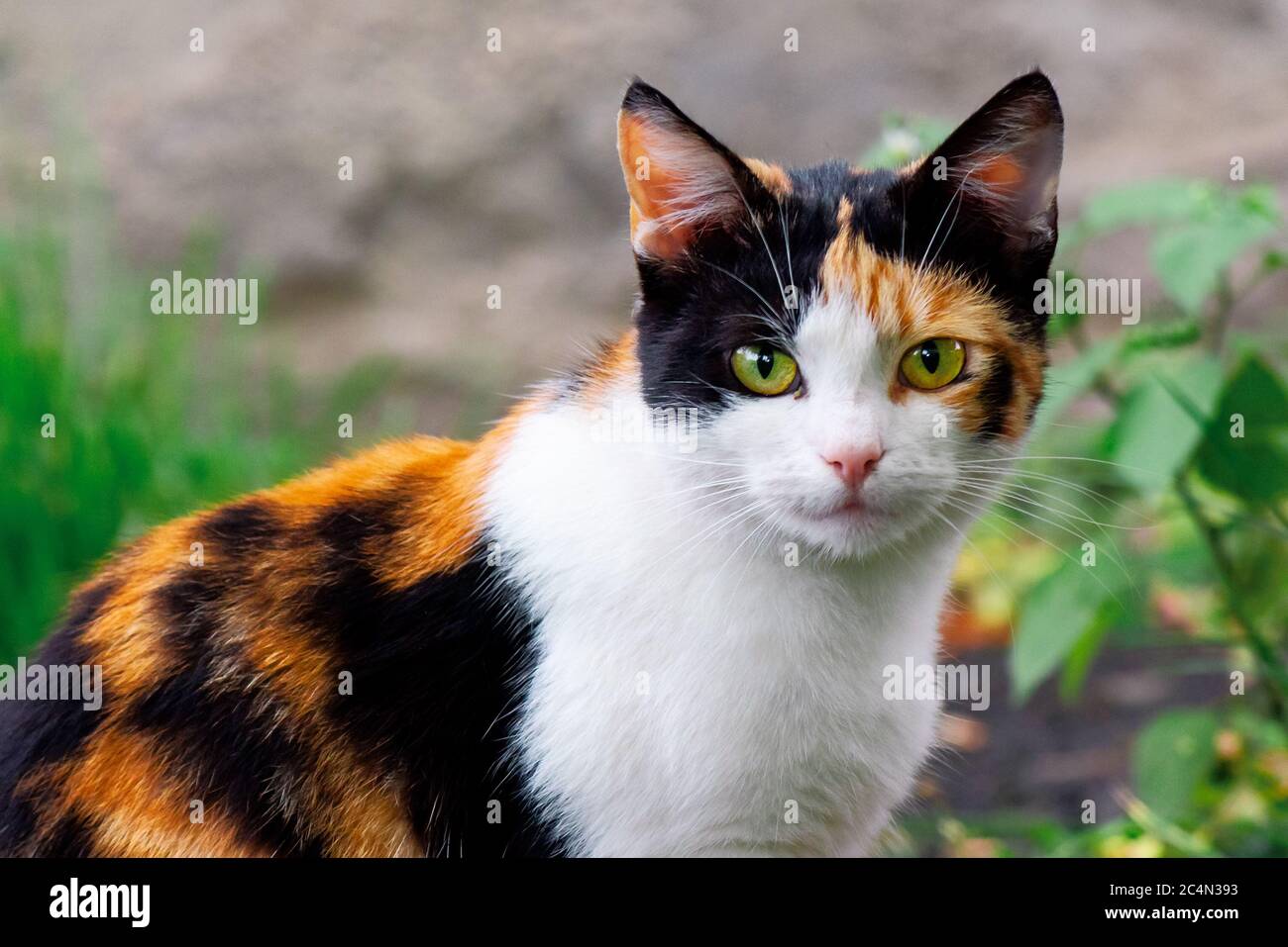 cocinero gravedad Patria curioso gato calico caminando fuera. depredador en el jardín de otoño  Fotografía de stock - Alamy